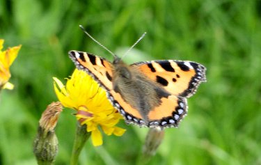 Spiegelwaldstadion <i>Gr&uuml;nhain-Beierfeld</i>