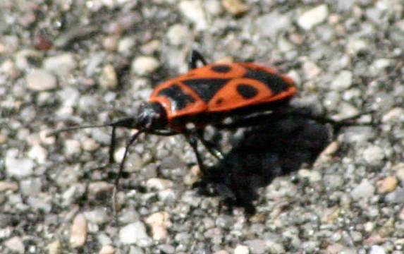 Stadion Britz S�d Kunstrasenplatz