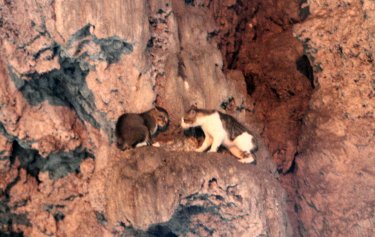 Batu Caves - Katzenkampf